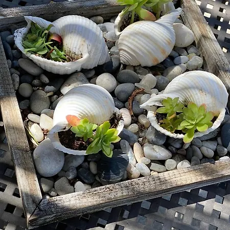 Palm Tree Apartamento *