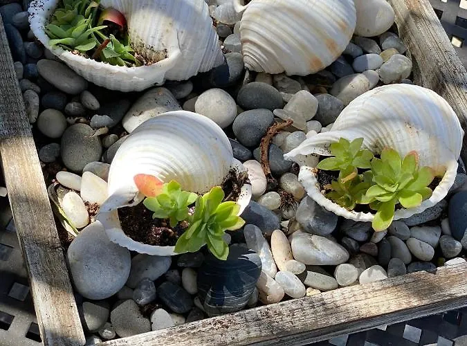 Palm Tree Appartement *